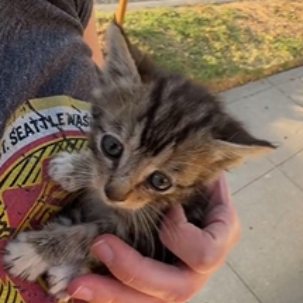 woman holding a sweet little kitten