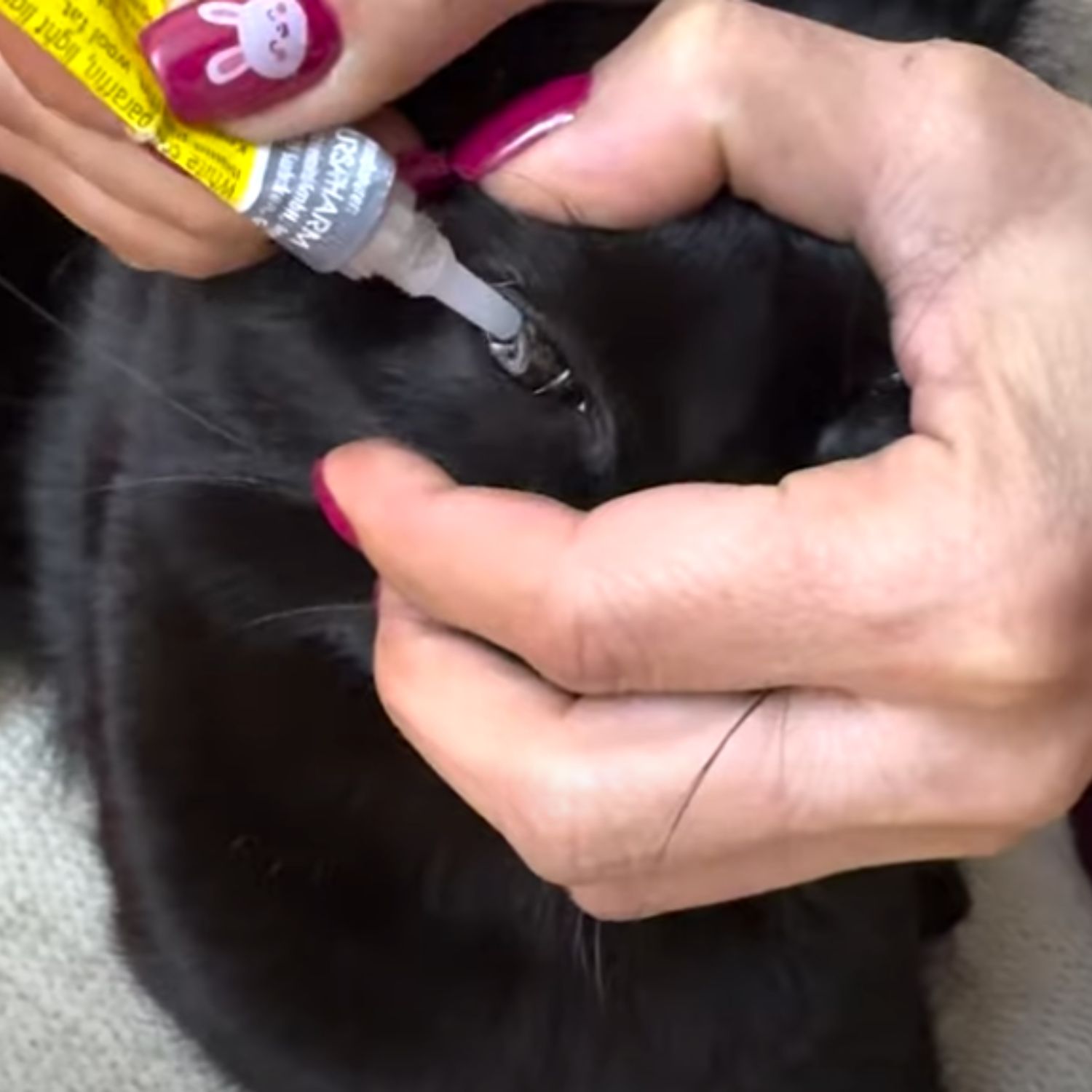 woman putting medicine gel to kittens eye