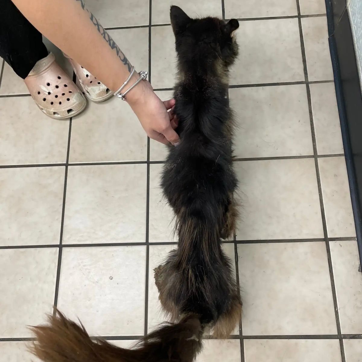 woman touching stray cat