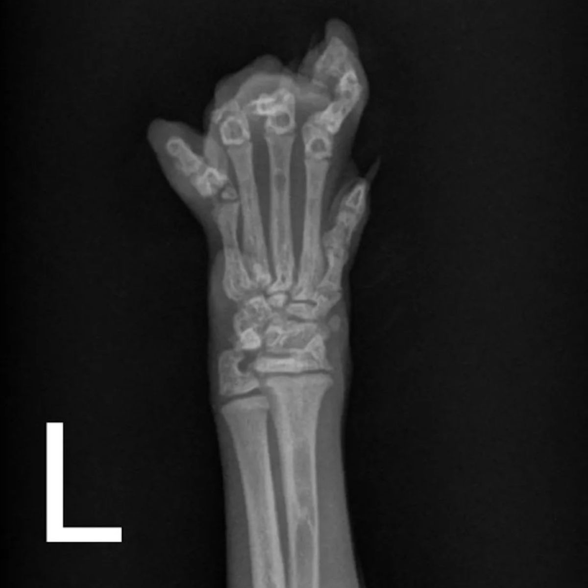 x-ray of cats leg