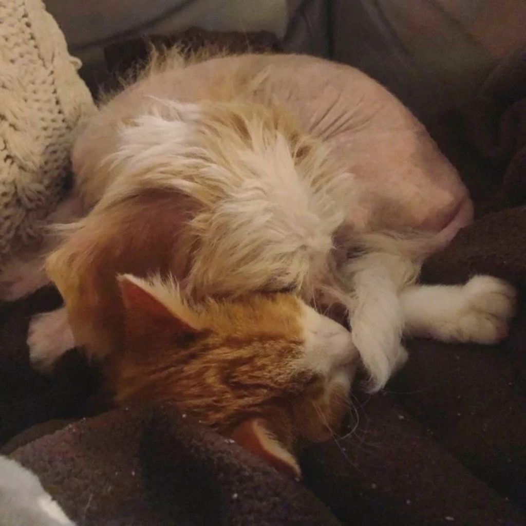 yellow and white kitten curled up