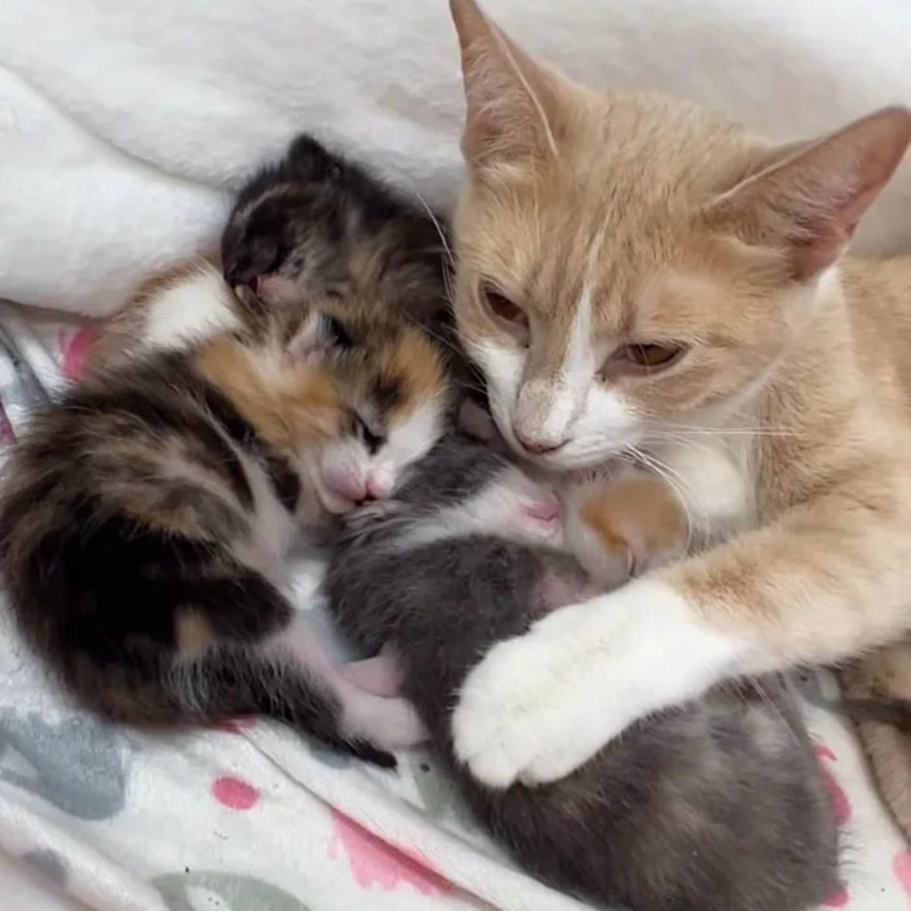 yellow cat hugging her kittens with her paw