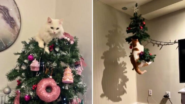 10 Silly Cats Who Went Full ‘Grinch’ On Christmas And Tried To Steal The Holiday Cheer