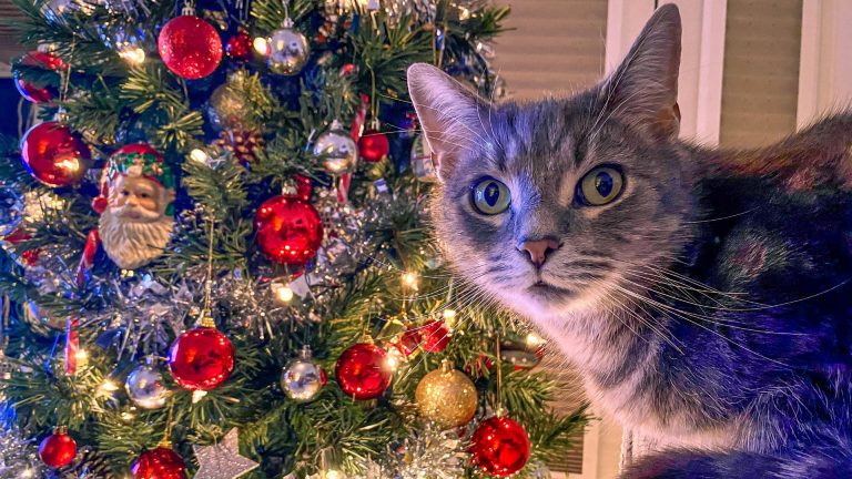 cat and Christmas tree