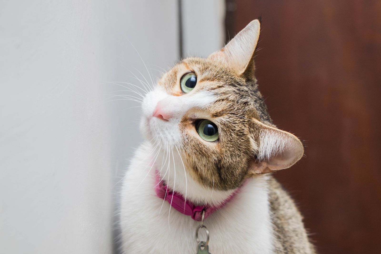 cat leaning its head