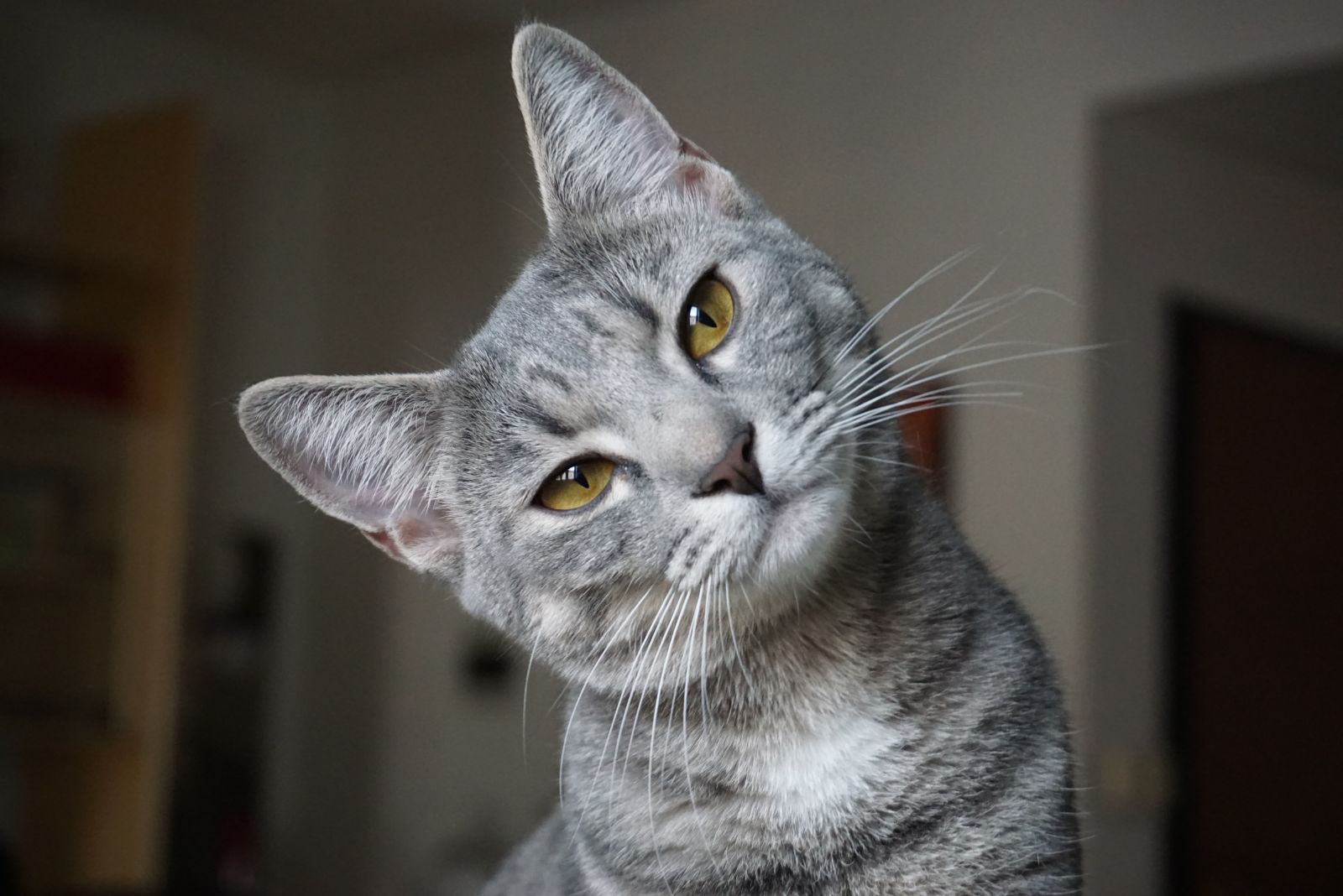 close-up of cat leaning head