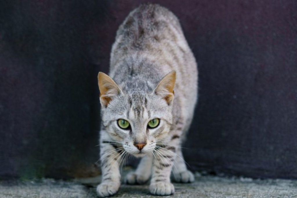 grey tabby cat looking tense