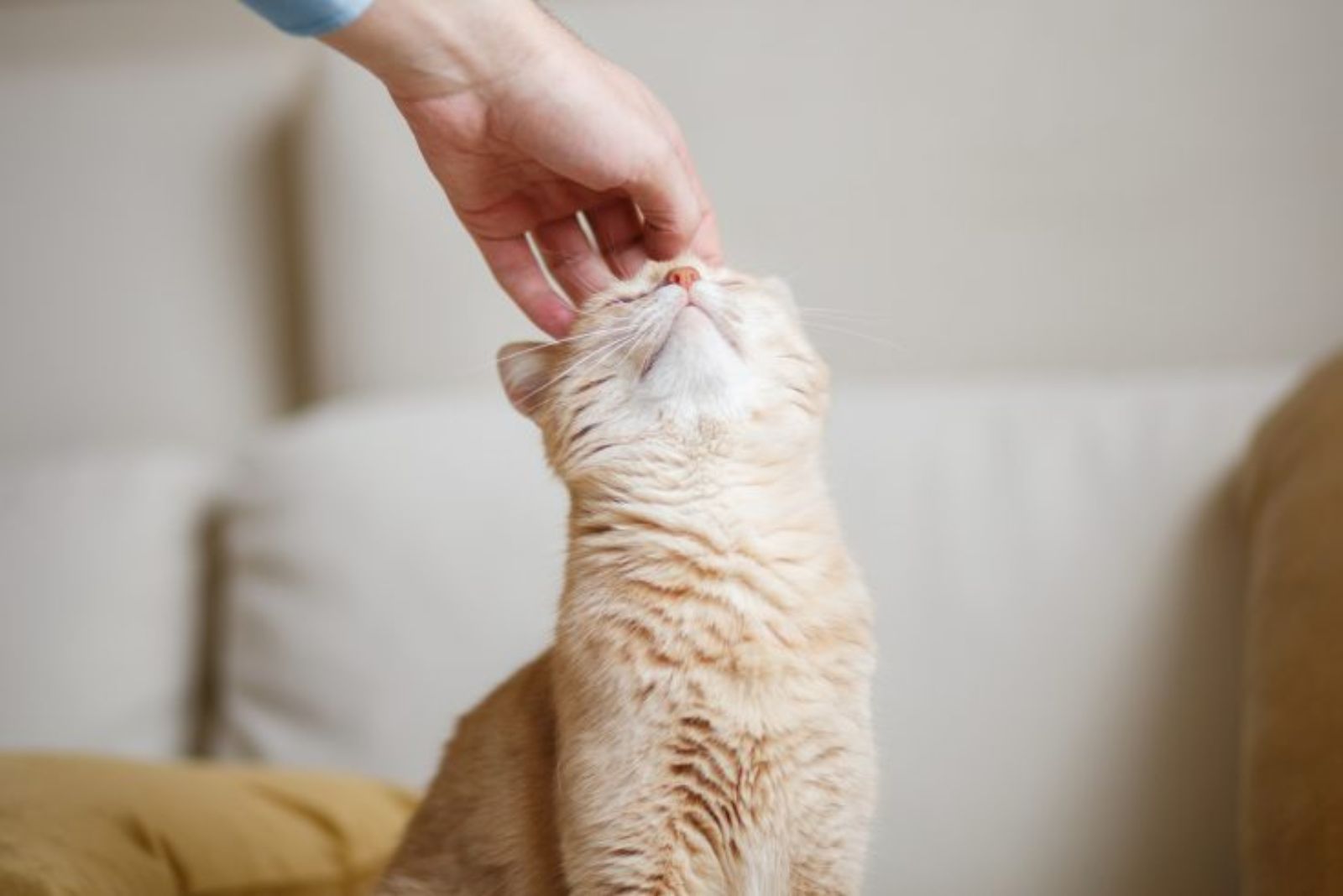 hand scratching cat