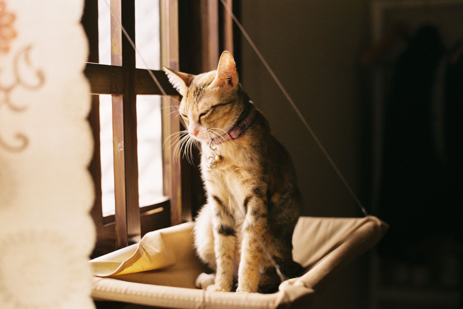 cat sitting by the window