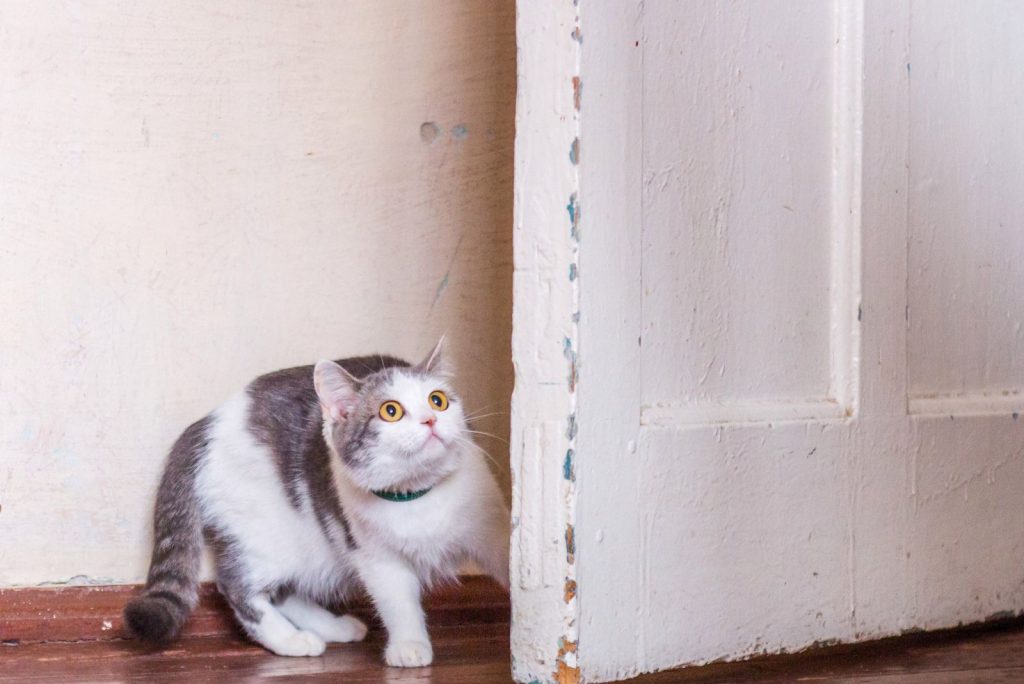 scared cat behind door