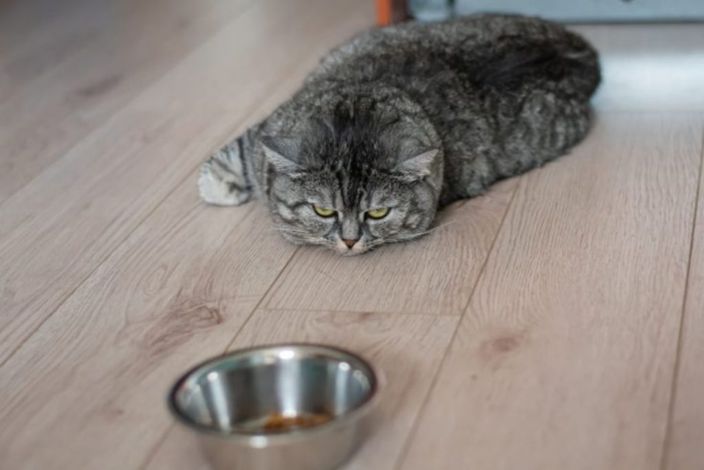 cat lying next to food bowl