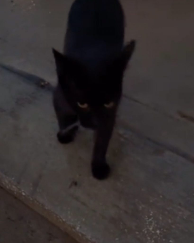 A black cat with big green eyes stands on a wooden surface