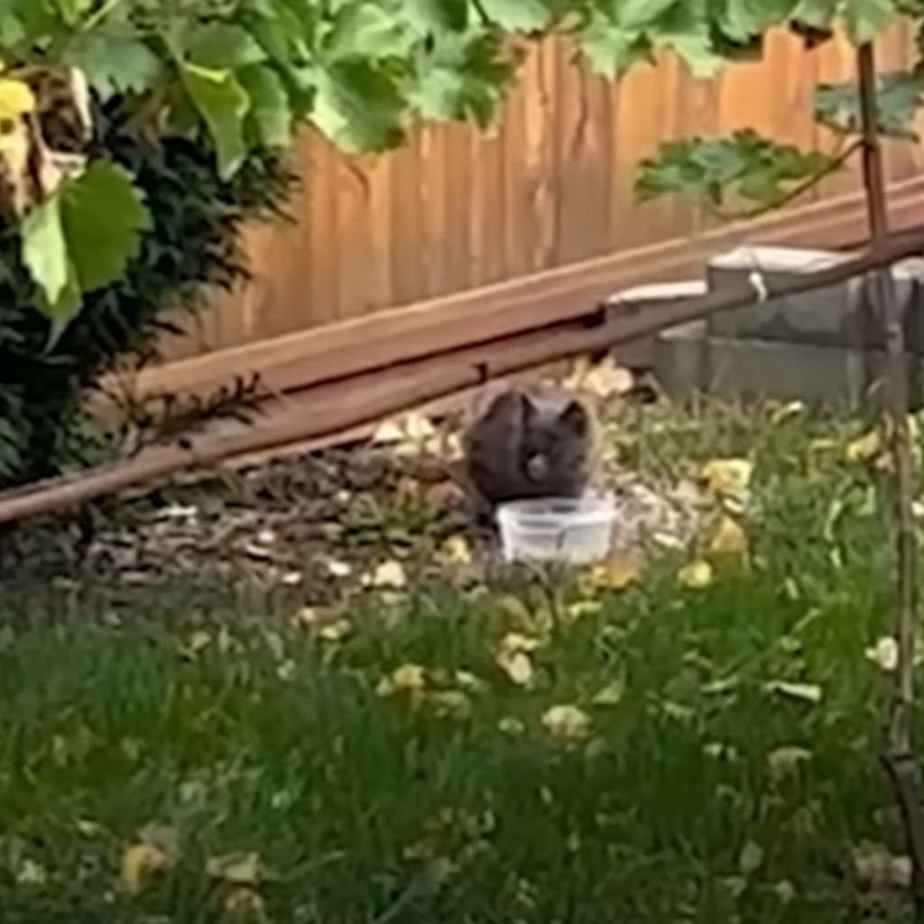 A cat drinks water from a bowl in the yard