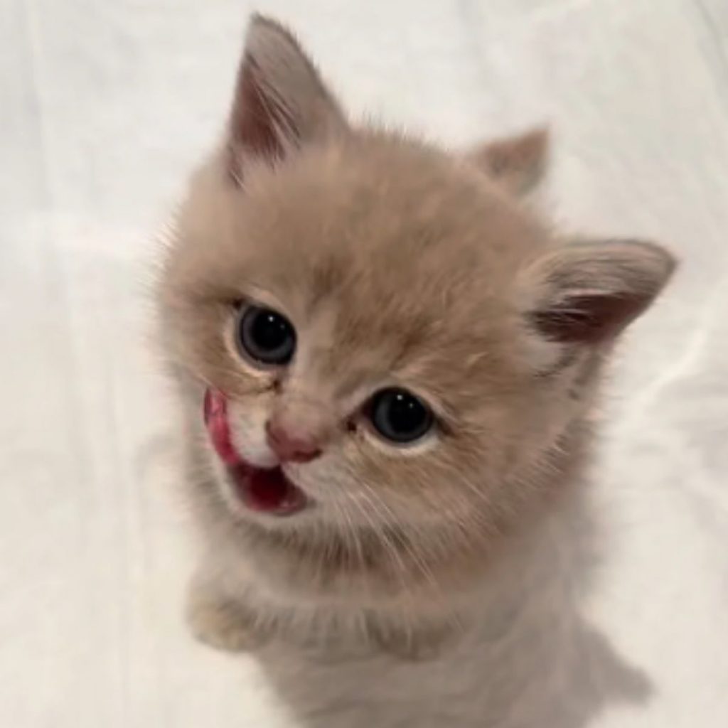 A cute brown kitten is licking itself