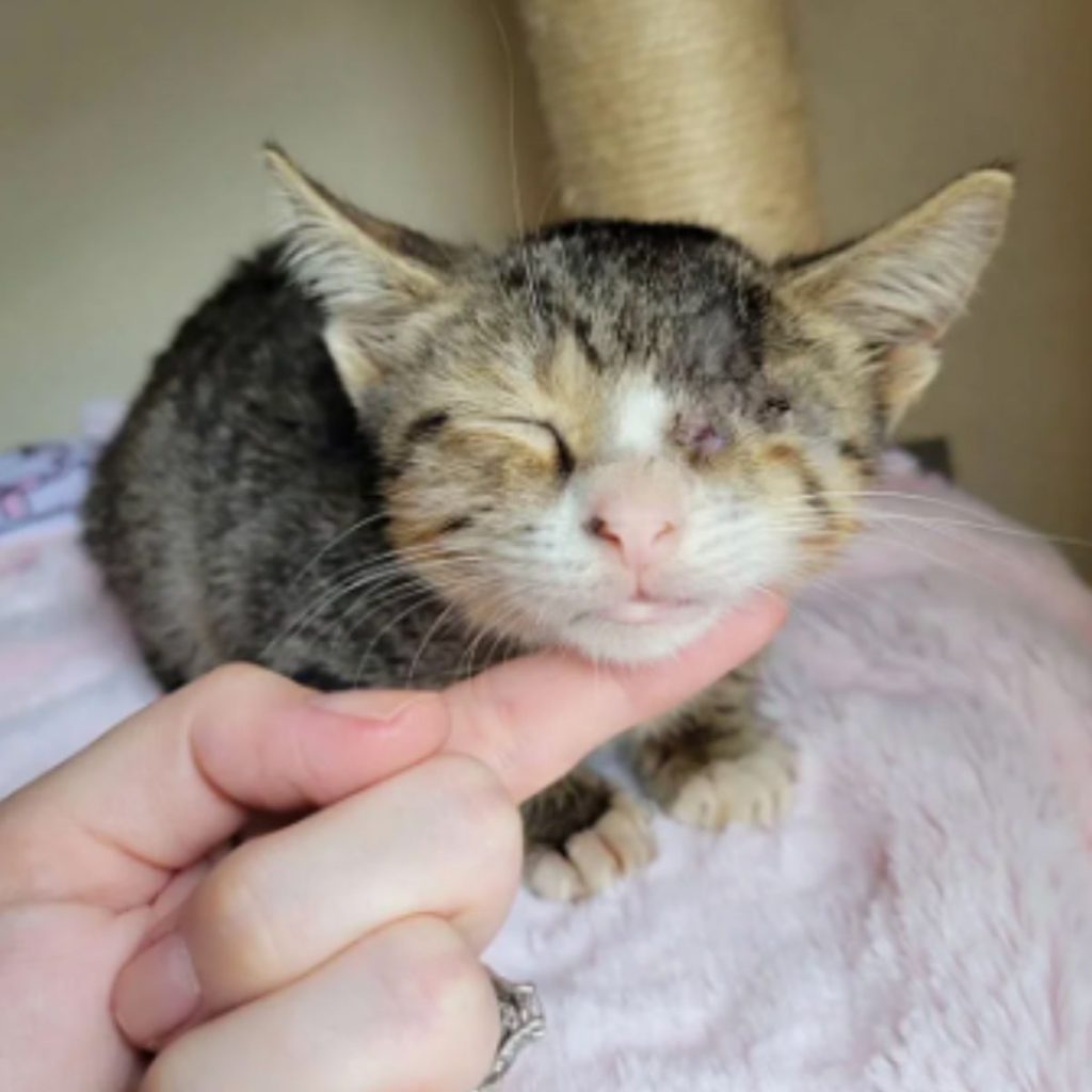 A girl petting a kitten without an eye