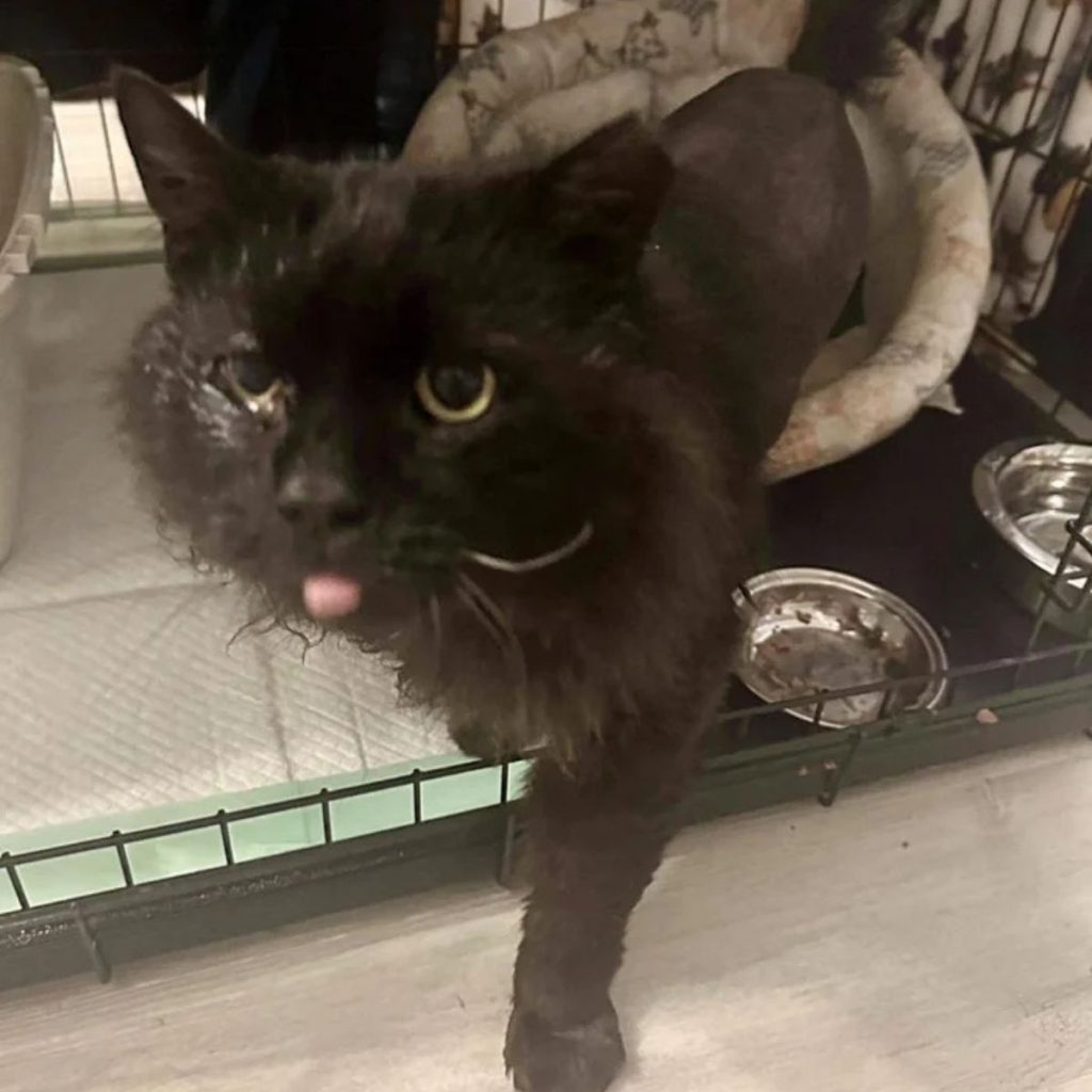 A neglected black cat comes out of its cage