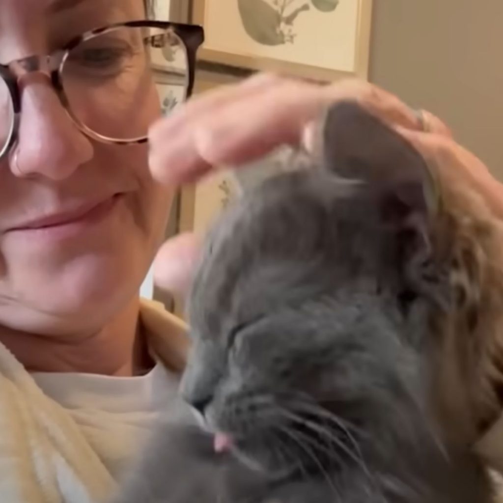 A woman strokes a cat's head