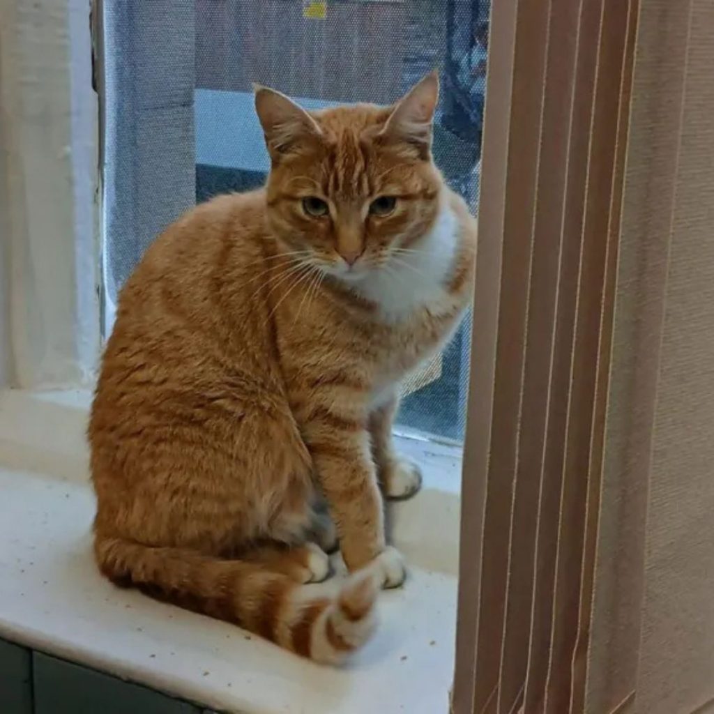 A yellow cat is sitting by the window