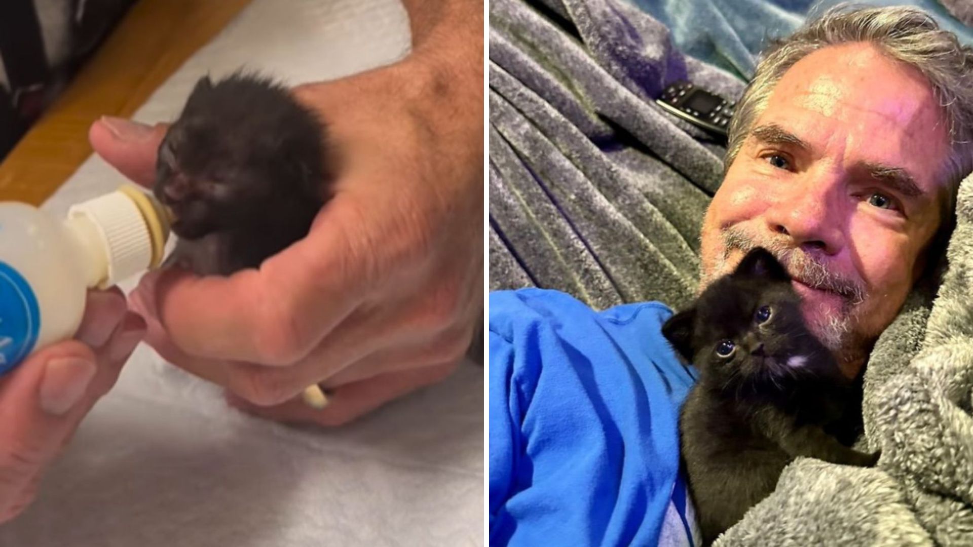 Against All Odds A California Kitten Battling For Life Makes A Remarkable Comeback