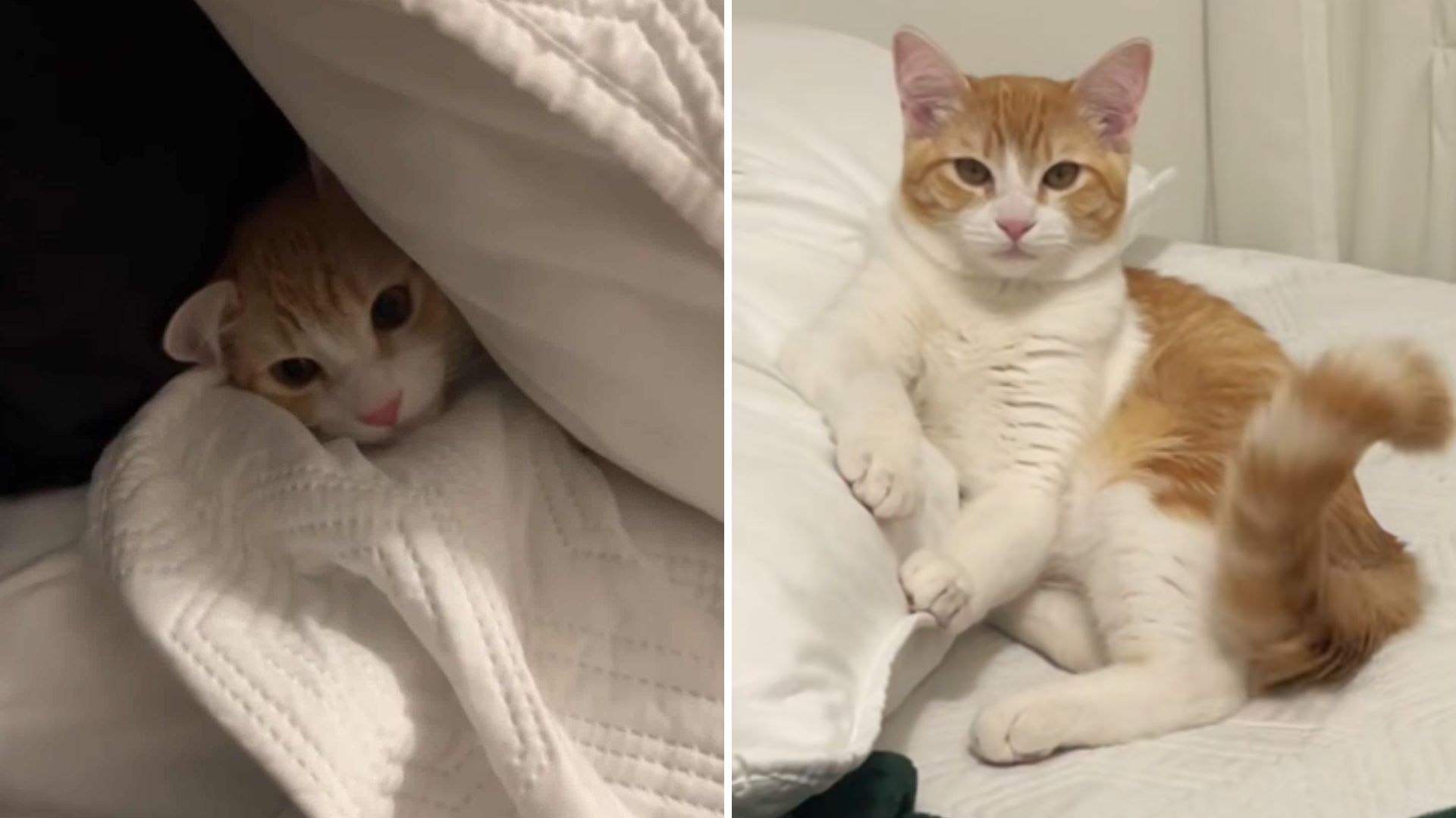 Arizona Kitten Throws Hilarious Tantrum When Owner Has To Leave For Work