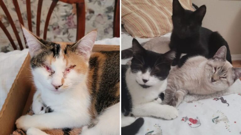 Blind California Kittens Overcome Their Challenges And Find A Forever Home Together