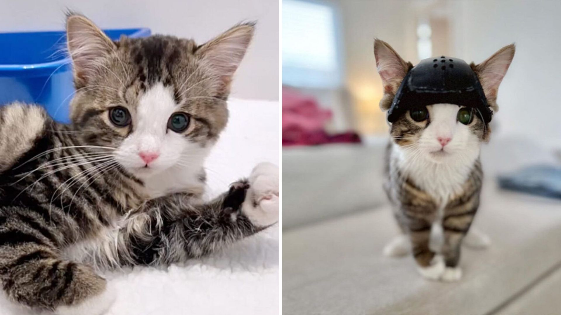 Brave Cat In California Overcomes Critical Brain Surgery And Defies The Odds
