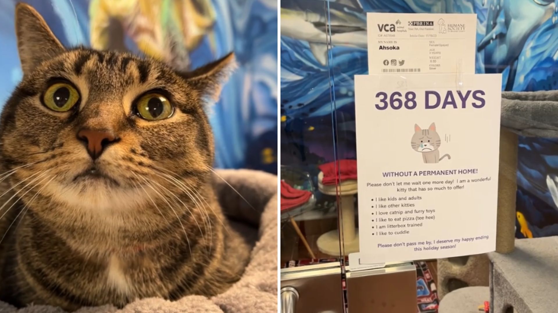 bullied cat returns to shelter