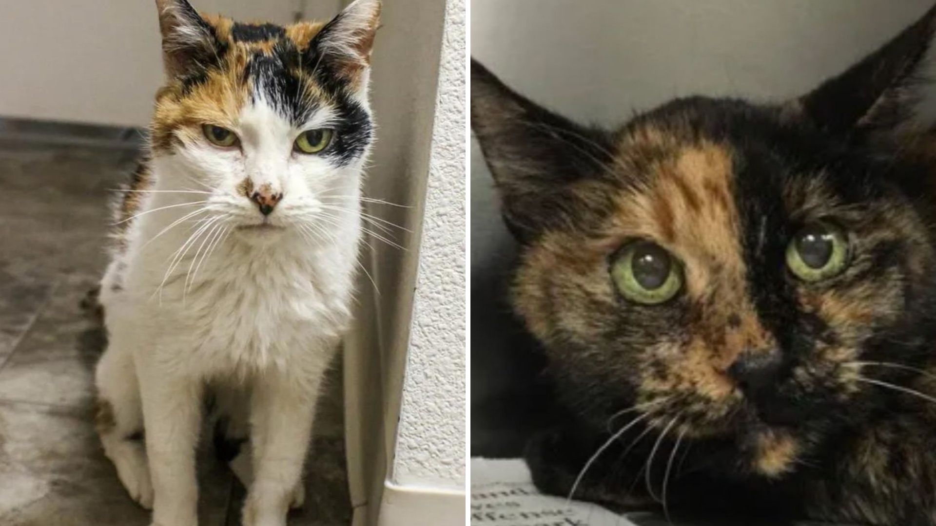 California Couple Ensures Two Senior Cats Spend Their Final Years Surrounded By Love