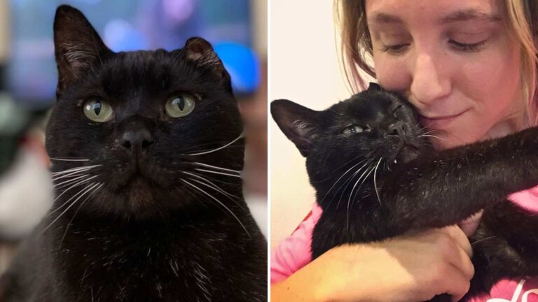 California Woman Finds A Black One-Eared Cat In A Dumpster And Does Something Incredible