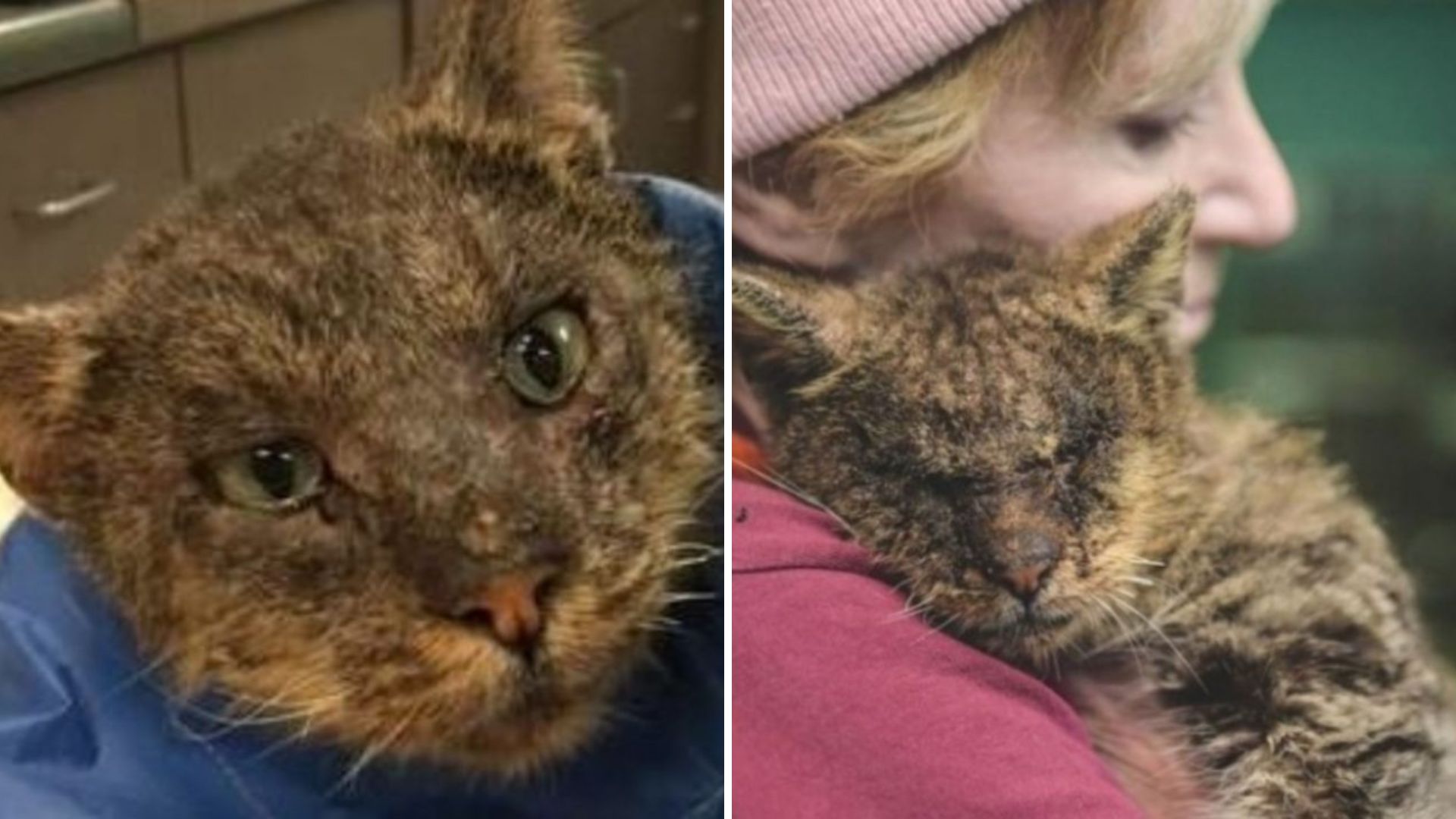California Woman Takes In A Neglected Cat No One Even Wanted To Touch