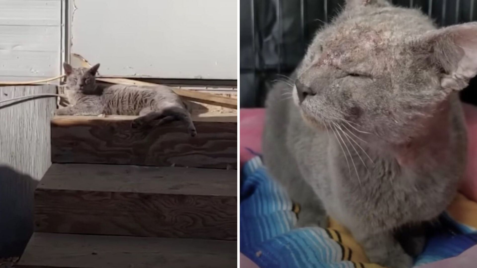 Cat Adopted In California Left Heartbroken When Family Abandons Him Months After Adoption