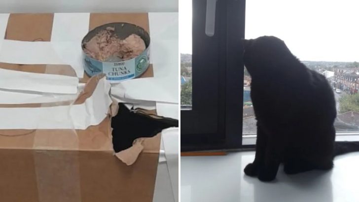 Cat Dumped In A Taped-Up Box To Face The End Is Now Thriving In A Loving Home