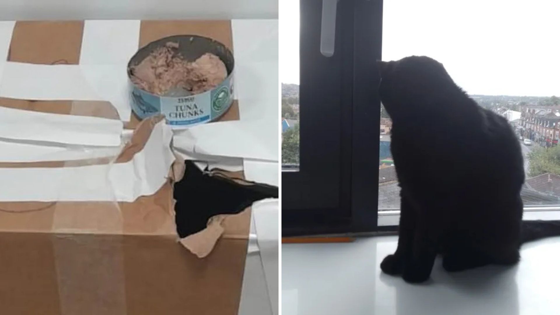 cat dumped in a tape box