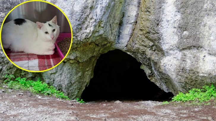 Cat In A Pet Carrier Found Heartlessly Abandoned In A Dark Cave