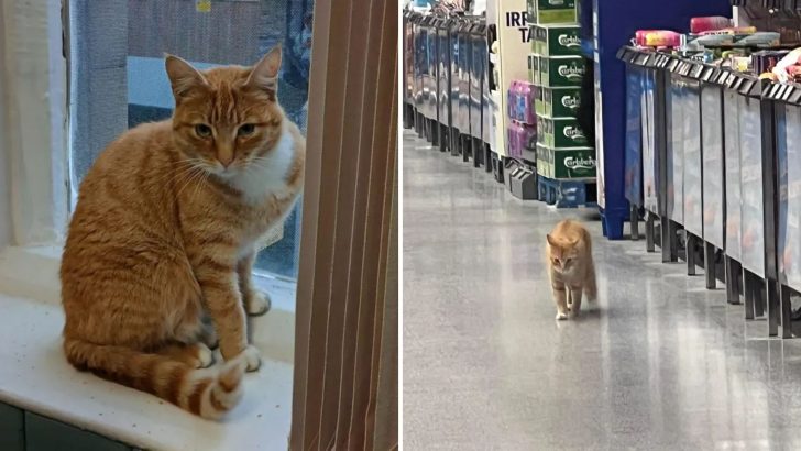 Cat Known For Sneaking Into Hotels, Shops, And Homes Goes Viral For His Bold Adventures