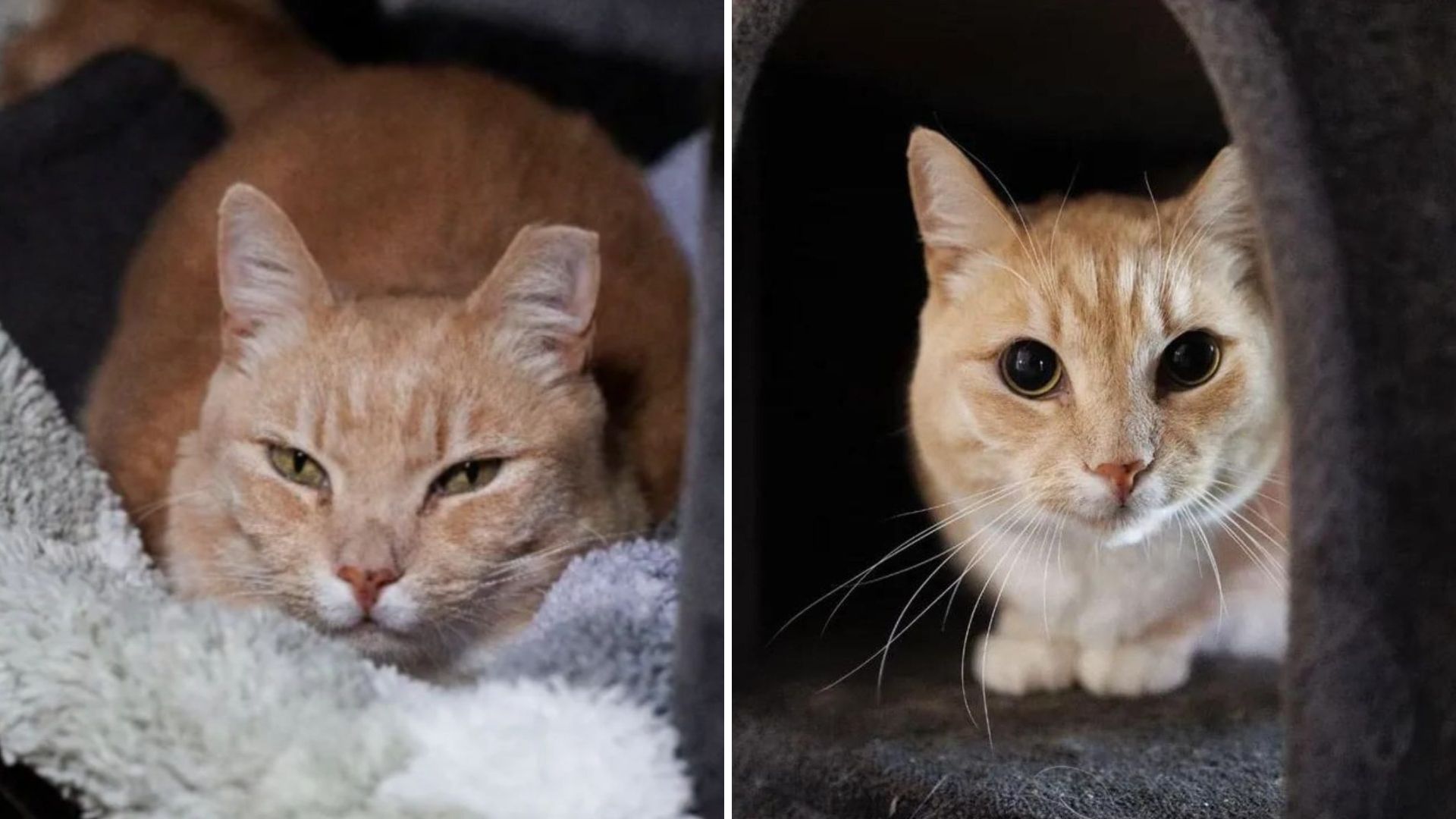 Cat Left Heartbroken In Maryland Shelter After Owner’s Passing Hoping For A Second Chance