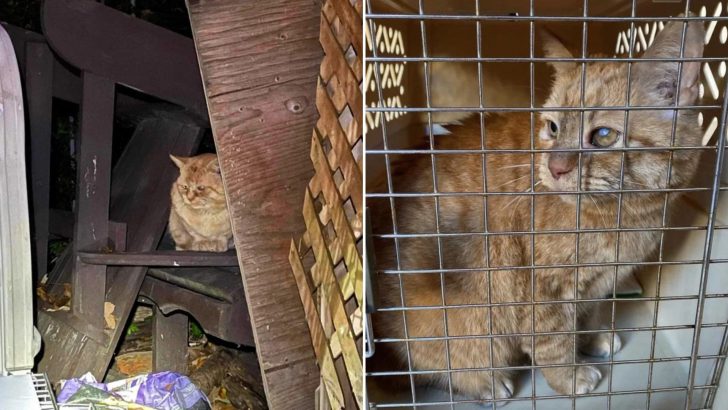 Cat Spends Many Winters Hiding Among Old Furniture Until Fortune Finally Smiles At Him