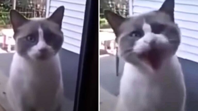 Cat ‘Yells’ At His Mom To Let Him Inside In A Hilarious Moment Caught On Camera