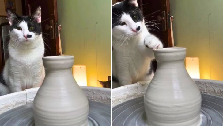 Chicago Cat Turns Pottery Wheel Into His Creative Outlet, Crafting Masterpieces With His Own Paws