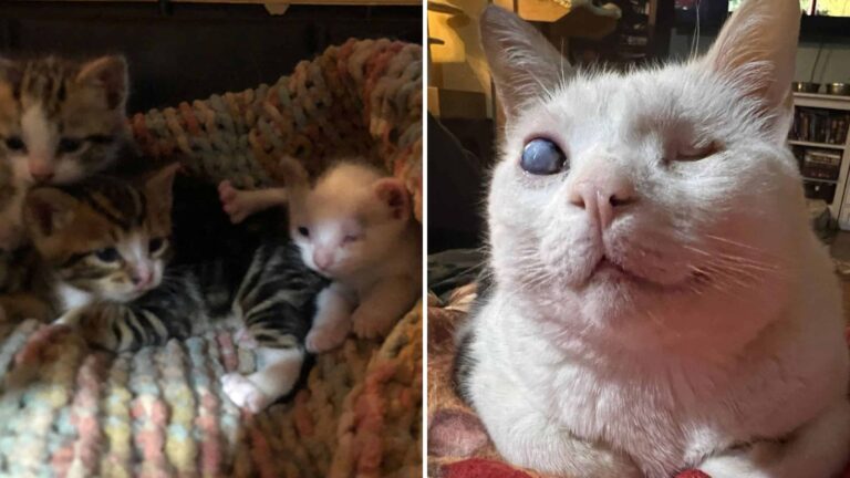 Colorado Rescue Takes A Shocking Turn When Three Kittens Are Pulled From A Bear’s Den