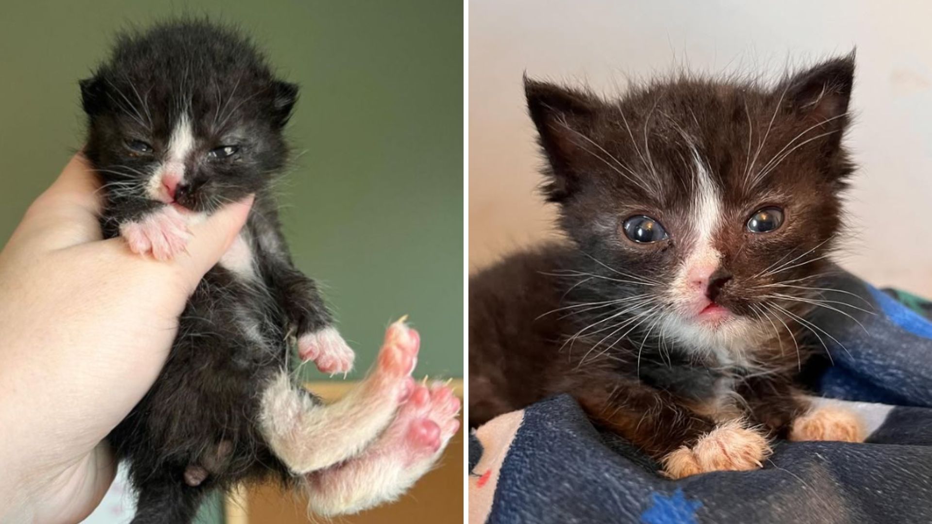 Crying Kittens In Illinois Overjoyed When Rescuers Finally Arrive To Save Them