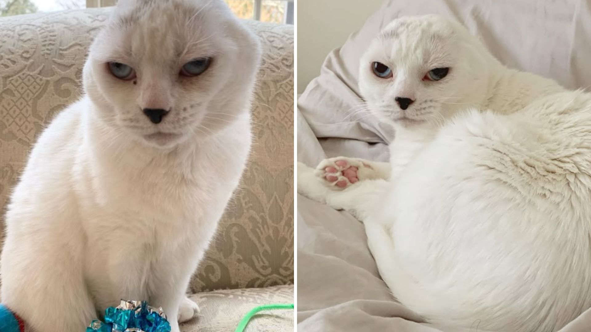 Earless Cat In Baltimore Overlooked By Everyone Finally Finds Love With A Kind Woman