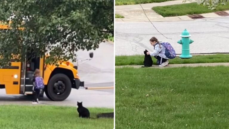 Faithful Cat In Nevada Becomes A Local Hero, Walking A Little Girl To The Bus Each Day
