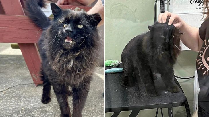 Family Moves Away Leaving Their Cat Behind To Fend For Himself