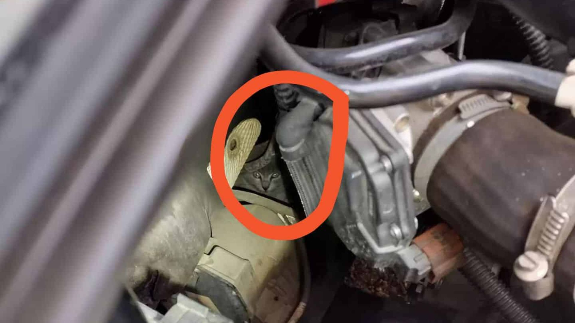 kitten under hood