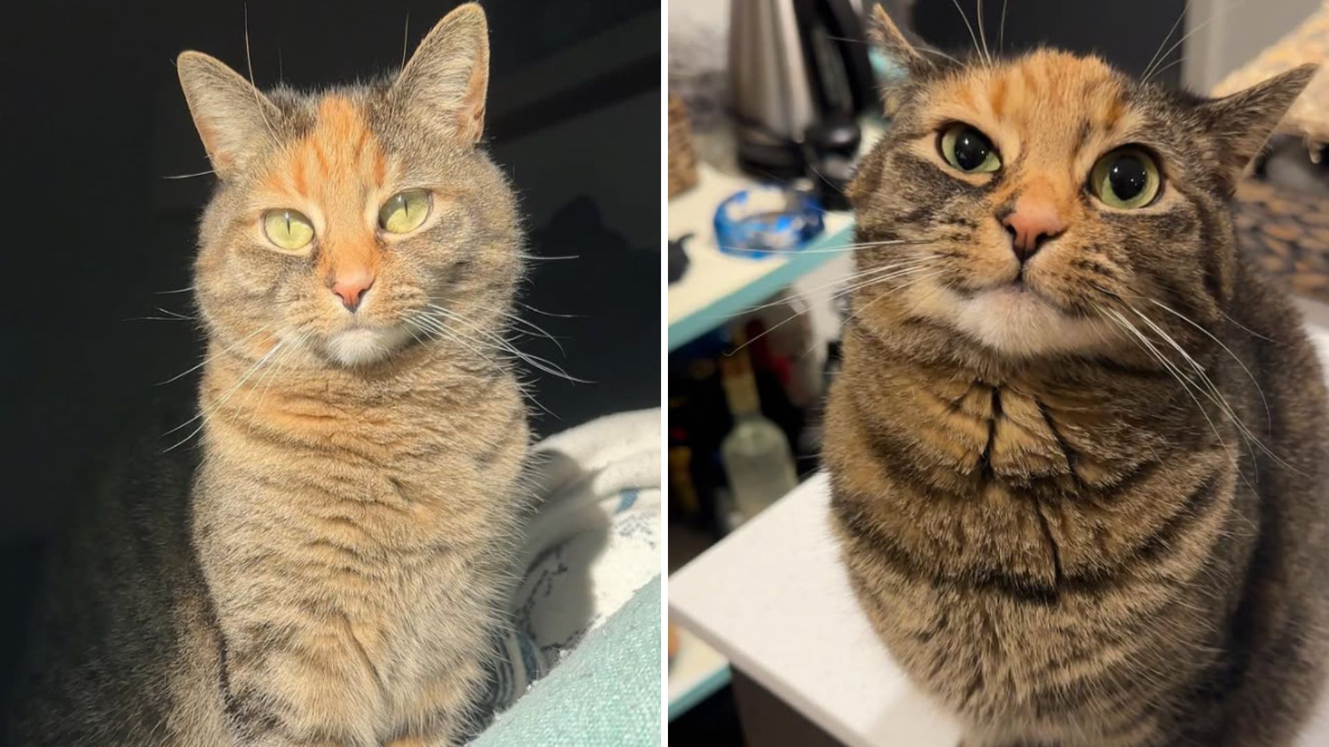 Family Rescues A Torbie Cat And Discovers She Has Quite A Big Personalit