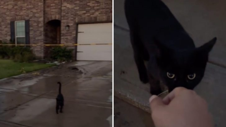 Family Reunites With Their Beloved Cat After Fearing They Lost Her In A Devastating House Fire