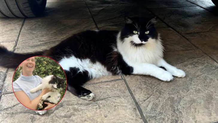 Family Stunned As Their Cat Shows Up Alive And Well Four Days After They Cremated Him