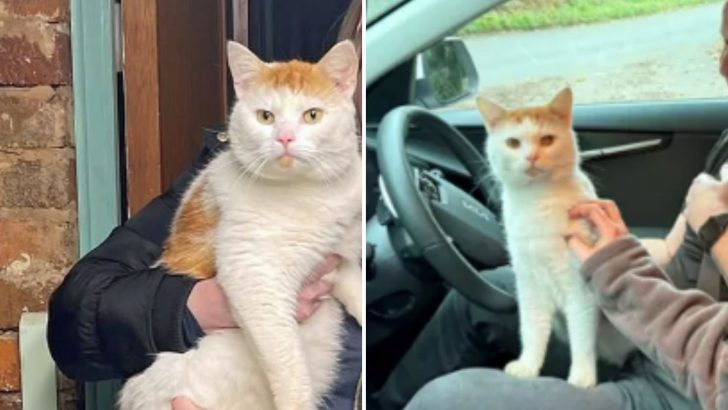 Family’s Beloved Cat Returns Home After An Amazing 300-Mile Adventure