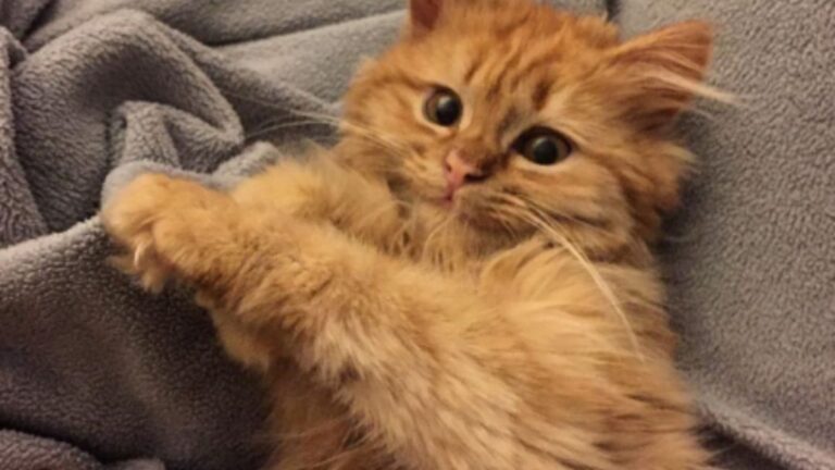 Florida Family Adopts Shelter Kitten And Her Adorable Happy Face Says Everything